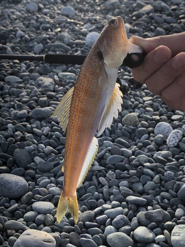 エソの釣果