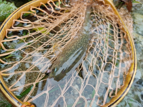 イワナの釣果