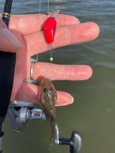 ハゼの釣果