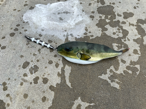 シロサバフグの釣果