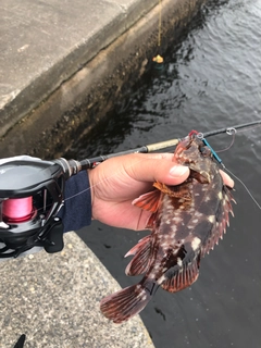 カサゴの釣果
