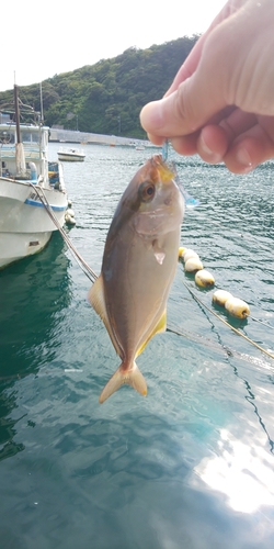 カンパチの釣果