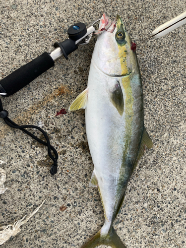 イナダの釣果