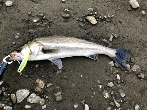 スズキの釣果