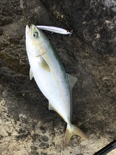 イナダの釣果