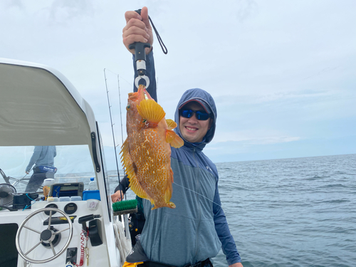 アコウの釣果