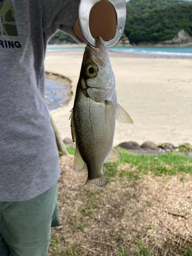 ニベの釣果