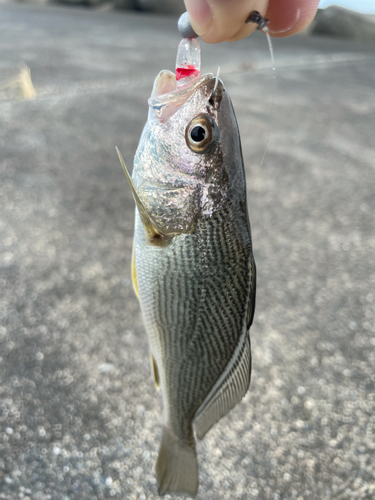 イシモチの釣果