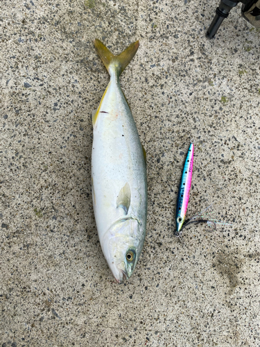 ショゴの釣果