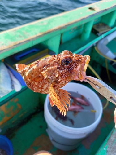 カサゴの釣果