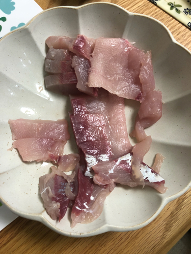 ハマチの釣果