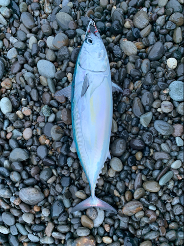 ソウダガツオの釣果