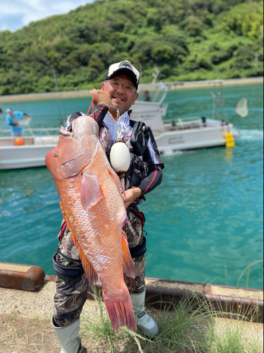 カンダイの釣果