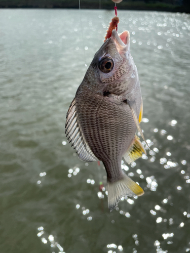 キビレの釣果