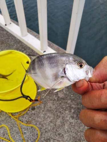 メッキの釣果