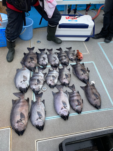 イシダイの釣果