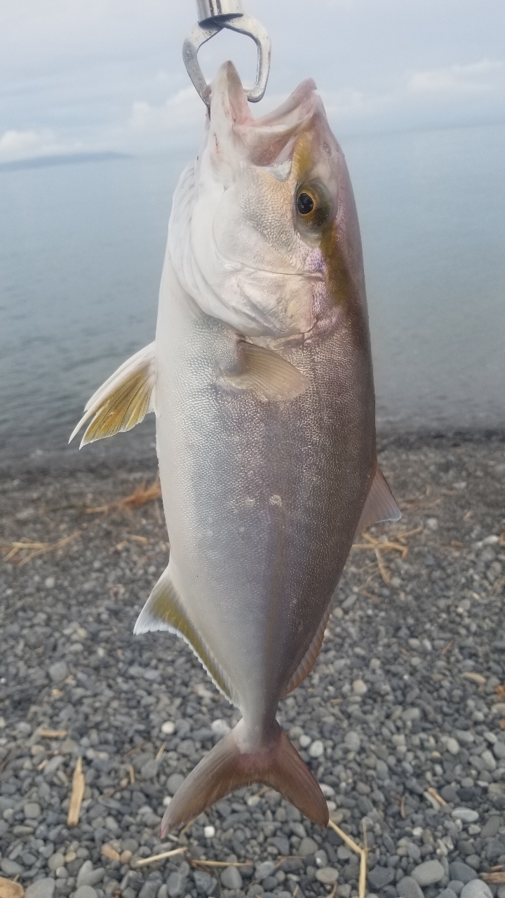 ショゴ