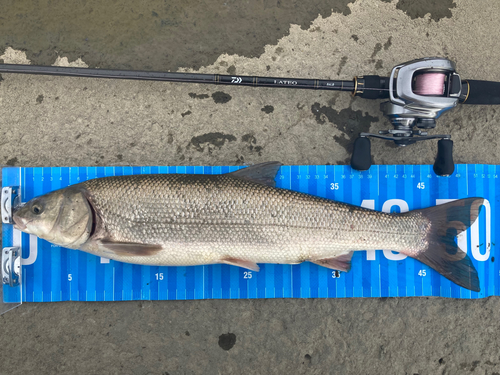 マルタウグイの釣果