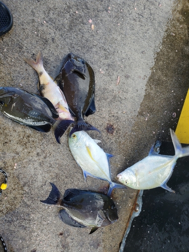 カンランハギの釣果