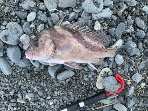 コショウダイの釣果