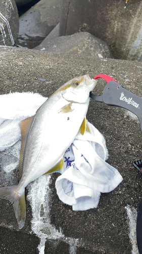 ショゴの釣果