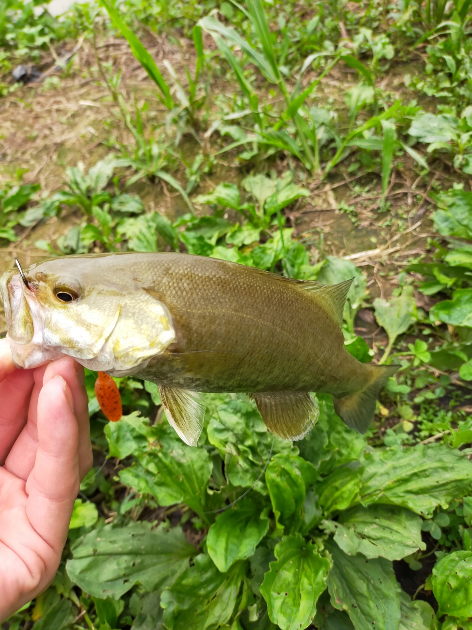 スモールマウスバス