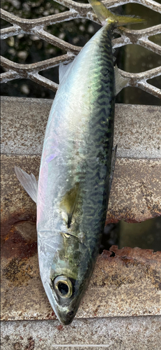 サバの釣果