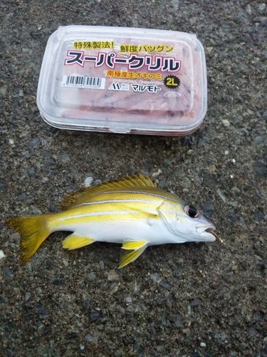 釣果