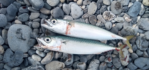 サバの釣果