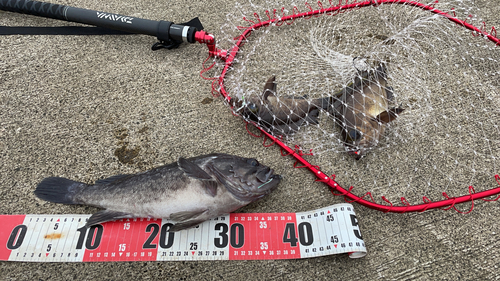 クロメバルの釣果