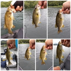 スモールマウスバスの釣果