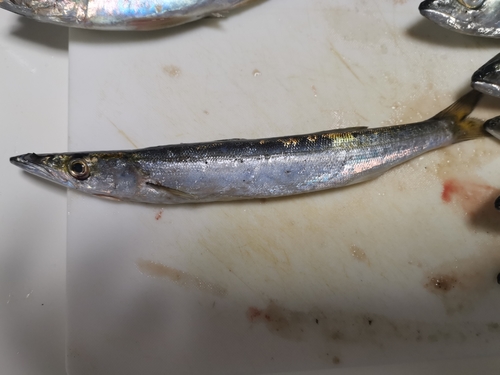 カマスの釣果