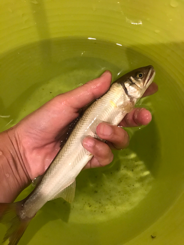 アユの釣果