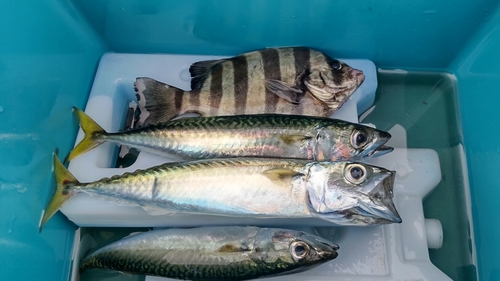 イシダイの釣果