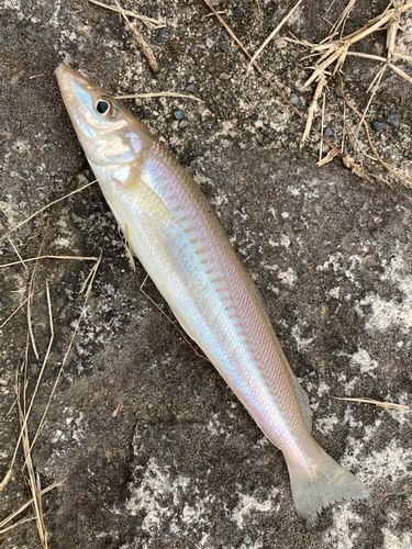 キスの釣果