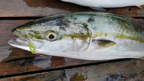 ワラサの釣果