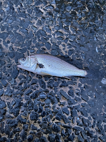 ニベの釣果