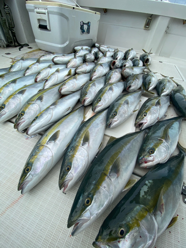 ハマチの釣果