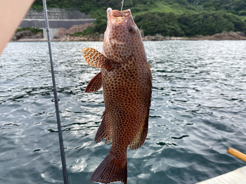 オオモンハタの釣果