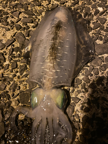 アオリイカの釣果