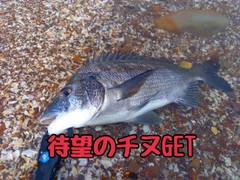 チヌの釣果