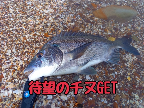 チヌの釣果