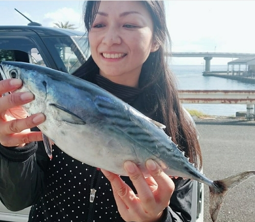 スマガツオの釣果