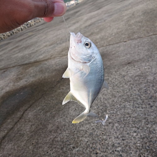 メッキの釣果