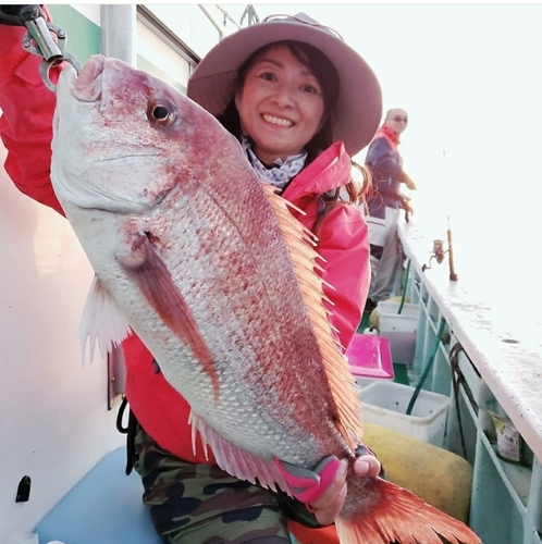 マダイの釣果