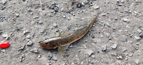 マハゼの釣果