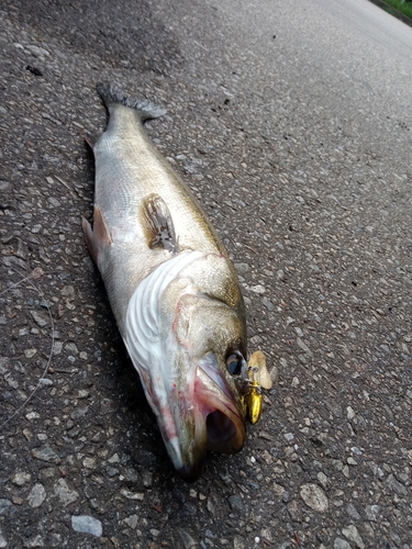 スズキの釣果