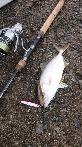 シオの釣果