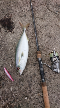 ツバスの釣果