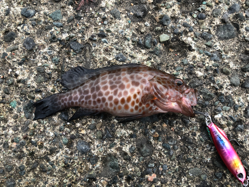 オオモンハタの釣果